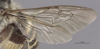 Media type: image;   Entomology 15707 Aspect: wing
